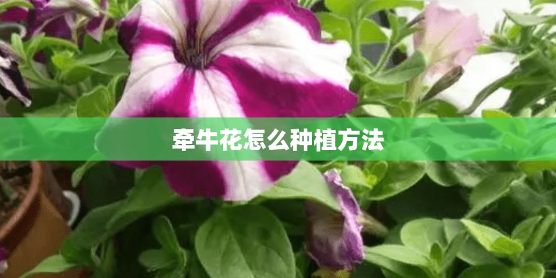 牵牛花怎么种植方法