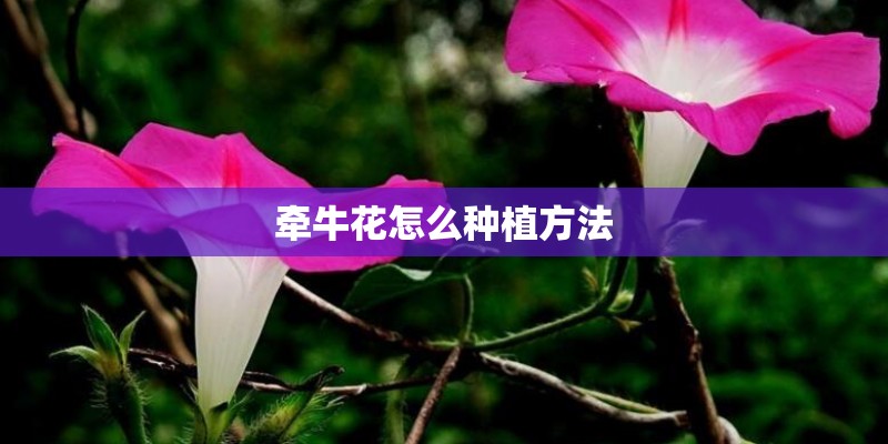 牵牛花怎么种植方法