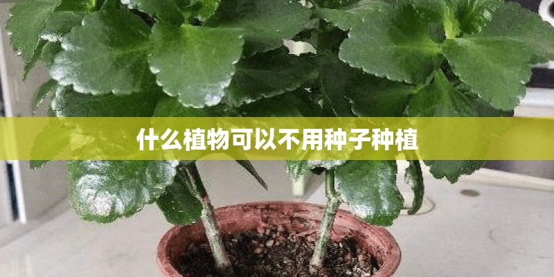 什么植物可以不用种子种植