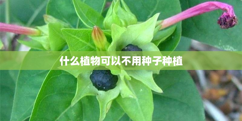 什么植物可以不用种子种植