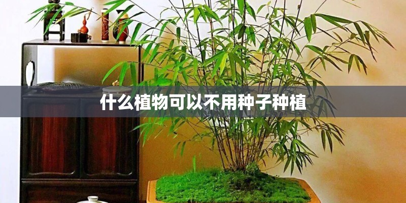 什么植物可以不用种子种植