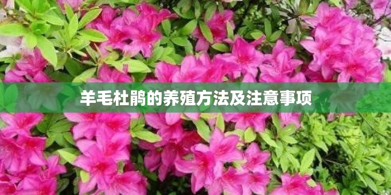 羊毛杜鹃的养殖方法及注意事项