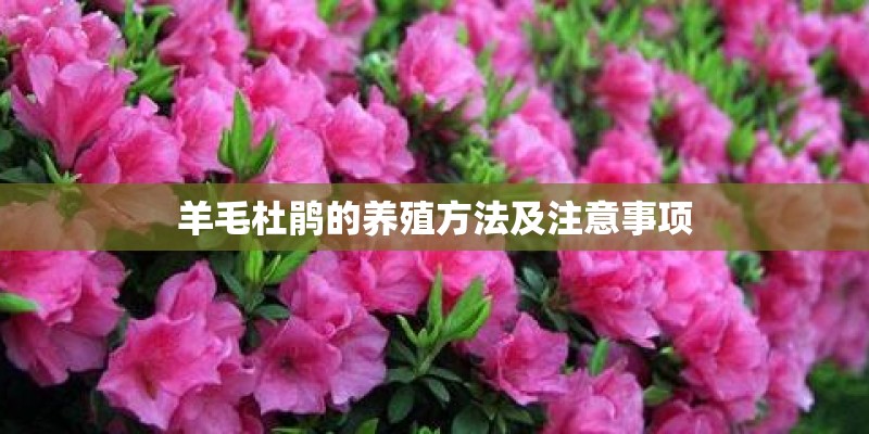 羊毛杜鹃的养殖方法及注意事项