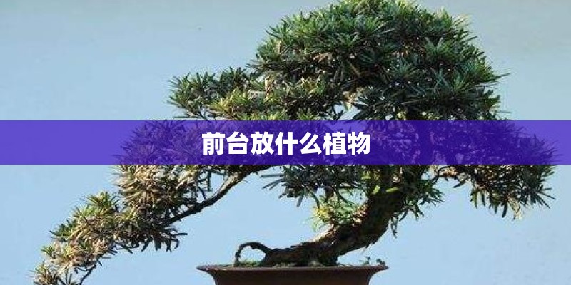 前台放什么植物 前台放什么植物