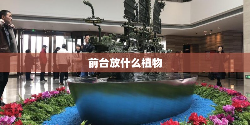 前台放什么植物 前台放什么植物
