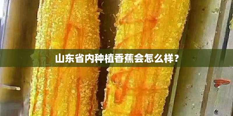 山东省内种植香蕉会怎么样? 山东省内种植香蕉会怎么样?
