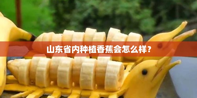 山东省内种植香蕉会怎么样? 山东省内种植香蕉会怎么样?