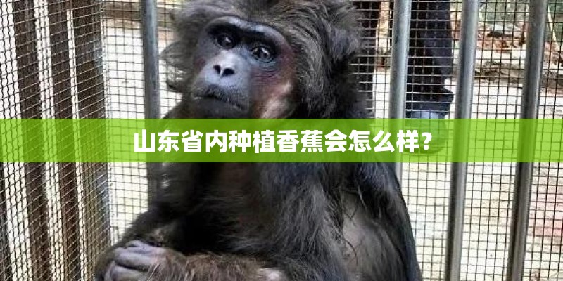 山东省内种植香蕉会怎么样? 山东省内种植香蕉会怎么样?