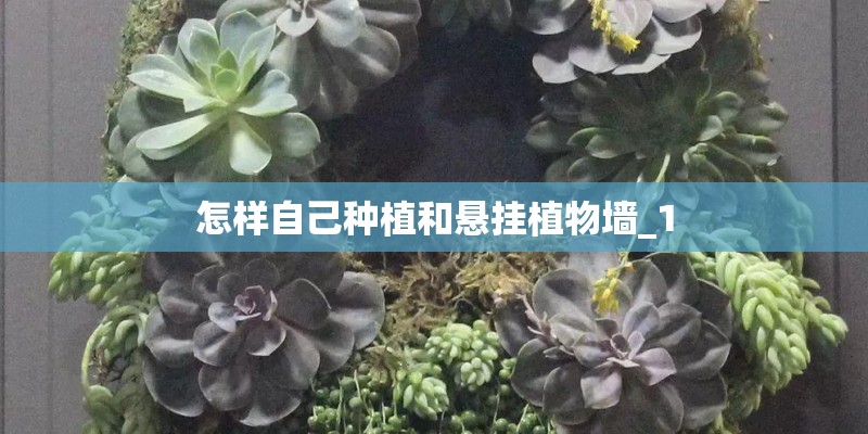怎样自己种植和悬挂植物墙_1 怎样自己种植和悬挂植物墙_1