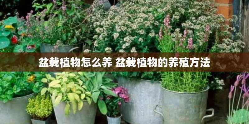 盆栽植物怎么养 盆栽植物的养殖方法