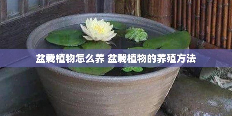 盆栽植物怎么养 盆栽植物的养殖方法