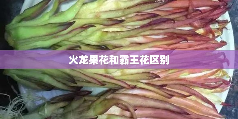 窗帘种植物怎么种植好呢