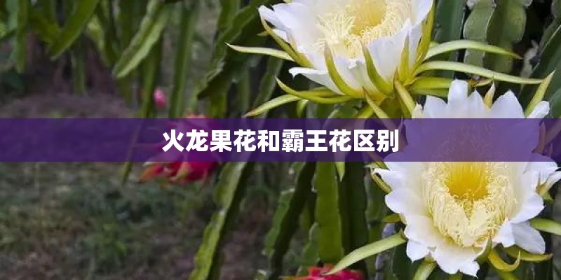 火龙果花和霸王花区别