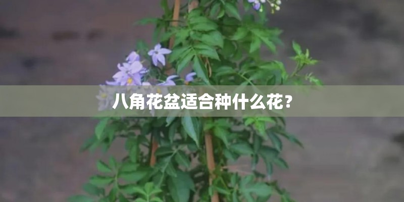 小米造车落户北京？