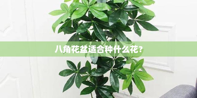 八角花盆适合种什么花？