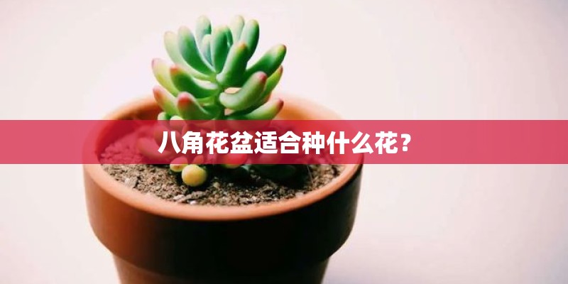 八角花盆适合种什么花？