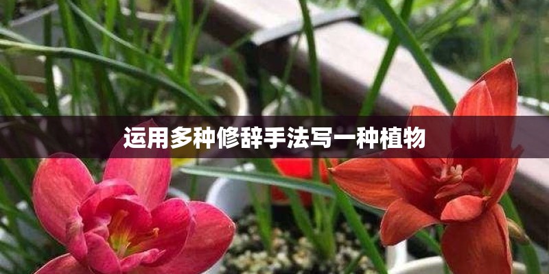 运用多种修辞手法写一种植物