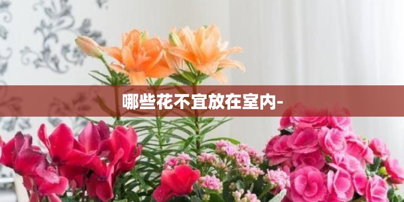 哪些花不宜放在室内-