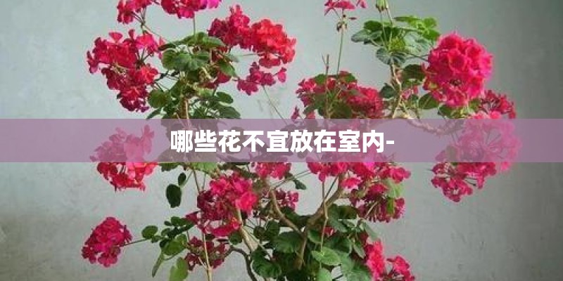 哪些花不宜放在室内-