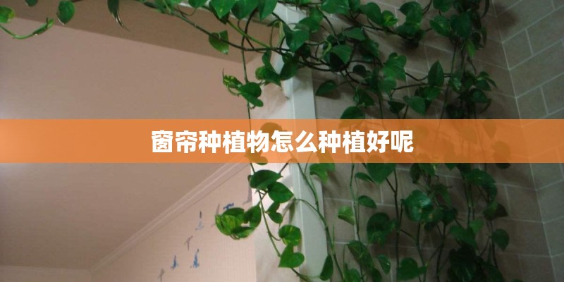 窗帘种植物怎么种植好呢 窗帘种植物怎么种植好呢