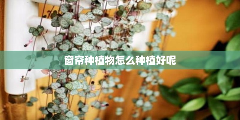 窗帘种植物怎么种植好呢 窗帘种植物怎么种植好呢