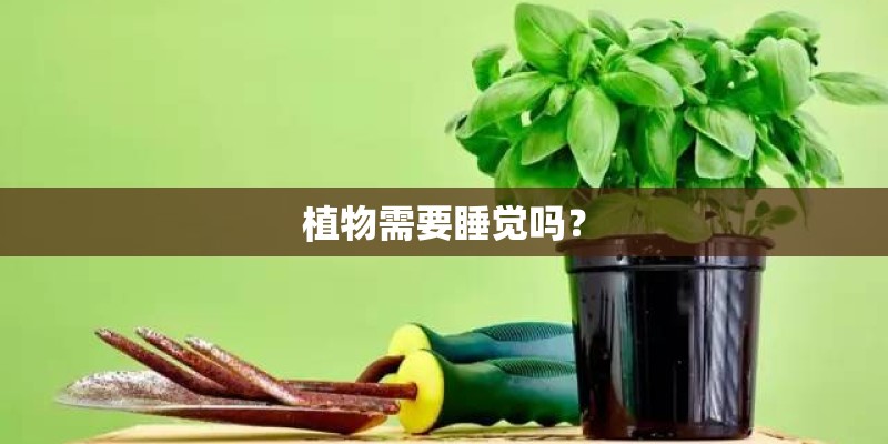 植物需要睡觉吗？