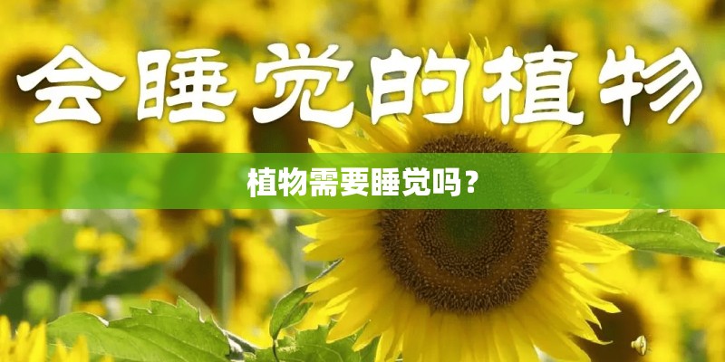植物需要睡觉吗？
