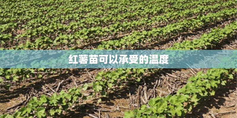 运用多种修辞手法写一种植物