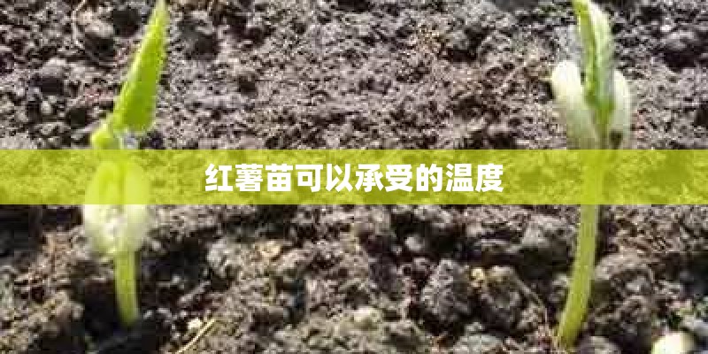红薯苗可以承受的温度