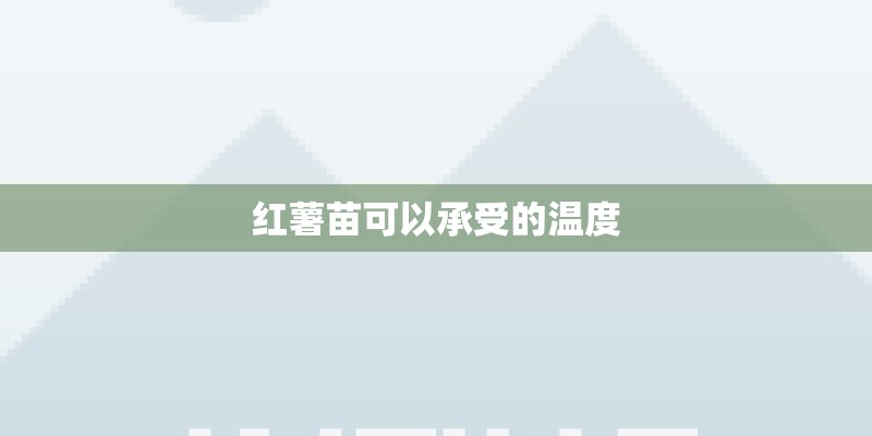 红薯苗可以承受的温度