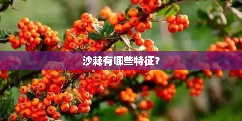沙棘有哪些特征？