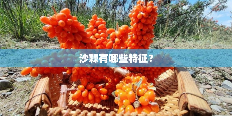 沙棘有哪些特征？
