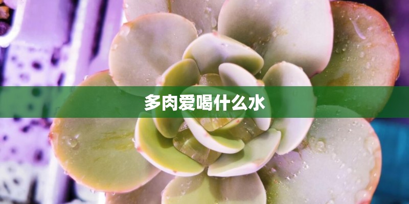 多肉爱喝什么水