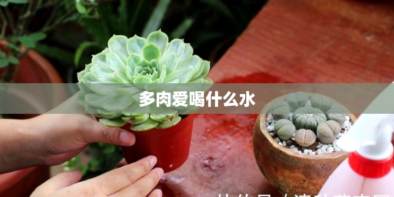 多肉爱喝什么水