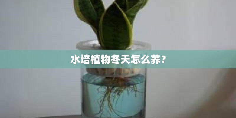水培植物冬天怎么养？