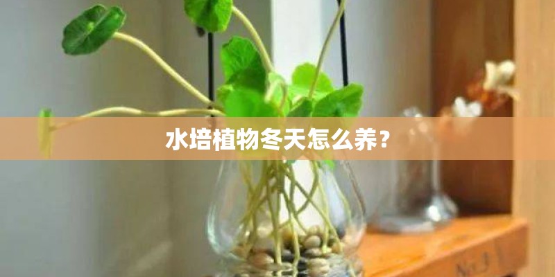 水培植物冬天怎么养？