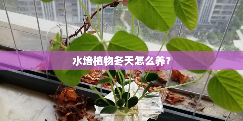 水培植物冬天怎么养？
