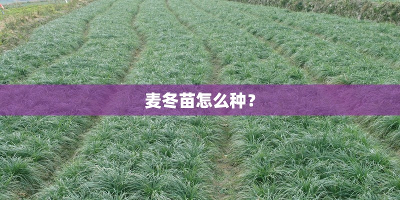 麦冬苗怎么种？