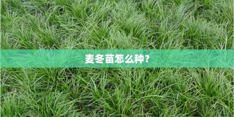 麦冬苗怎么种？