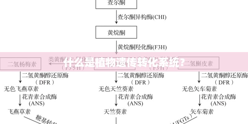 什么是植物遗传转化系统？