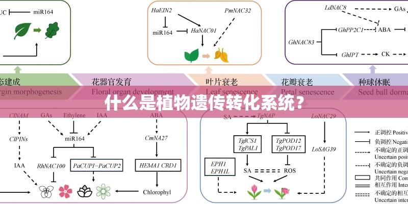 什么是植物遗传转化系统？