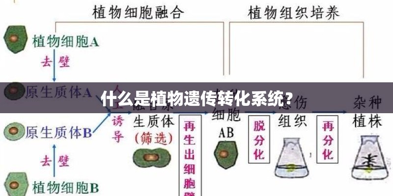 什么是植物遗传转化系统？