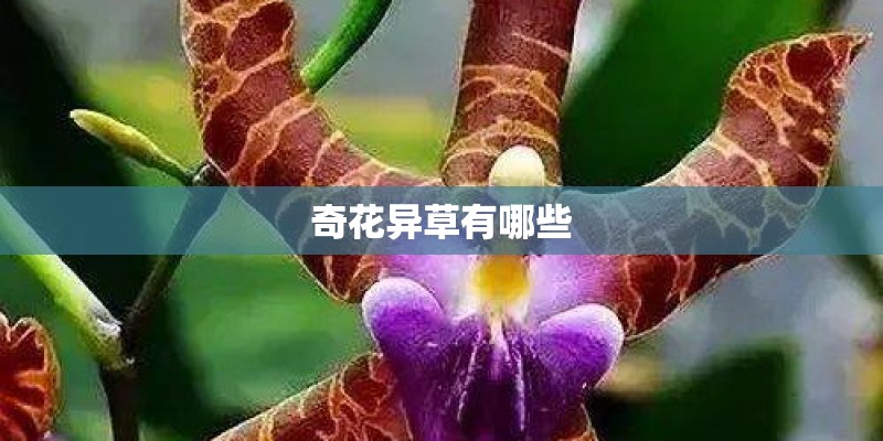 奇花异草有哪些