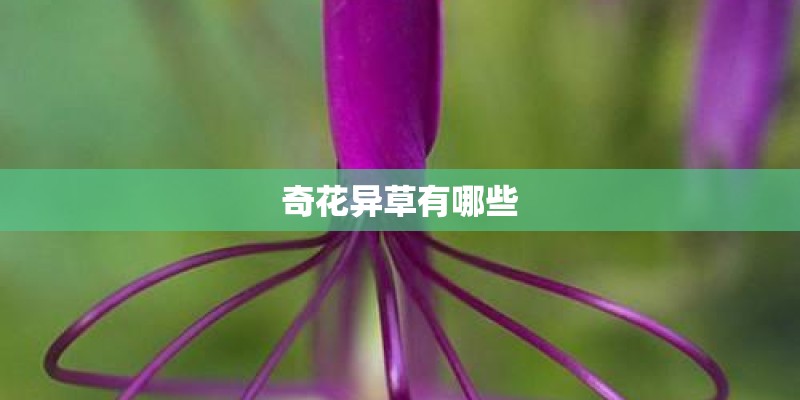 奇花异草有哪些