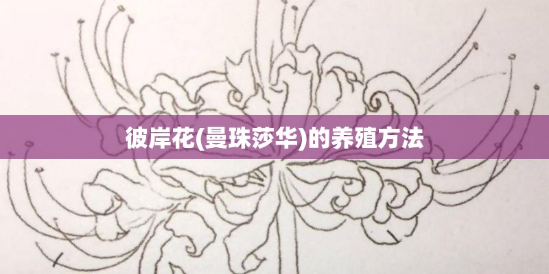 彼岸花(曼珠莎华)的养殖方法