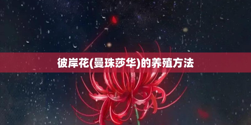 彼岸花(曼珠莎华)的养殖方法