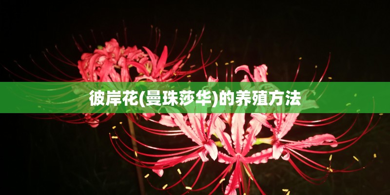 彼岸花(曼珠莎华)的养殖方法