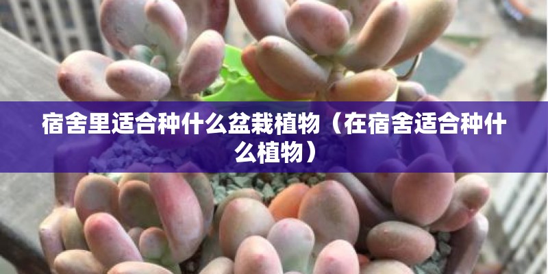 宿舍里适合种什么盆栽植物（在宿舍适合种什么植物）
