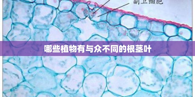哪些植物有与众不同的根茎叶
