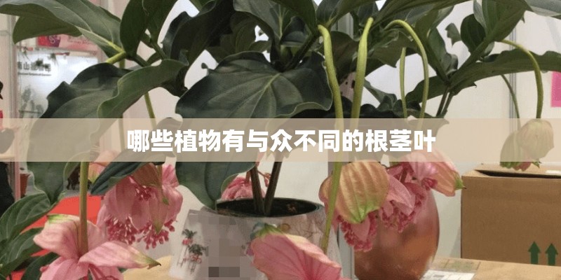 哪些植物有与众不同的根茎叶